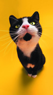 Surprise Cat