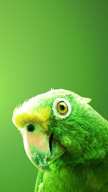Green Parrot