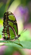 Pretty Butterf...