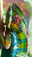 Chameleon