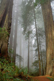 Rainforest iPhone Wallpaper