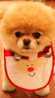 Cute Puppy