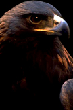 Eagle iPhone Wallpaper
