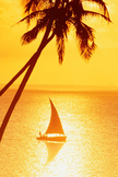 Palm Tress Sunlight iPhone Wallpaper