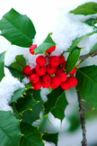 Snow Leaf iPhone Wallpaper
