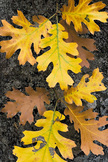 Autumn Leaves