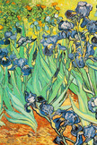 Irises