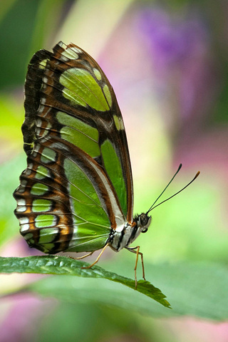 Pretty Butterfly