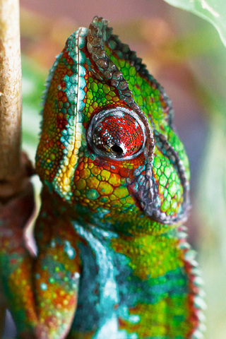 Chameleon