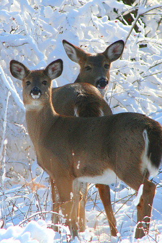 Two Young Deer