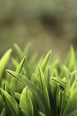 Green Leaves