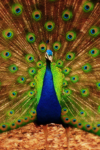 Peacock