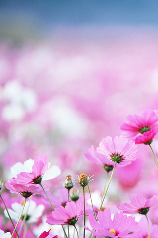 Wildflowers