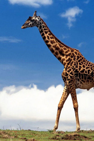 Giraffe