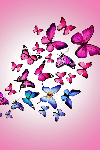 Pink Butterflies