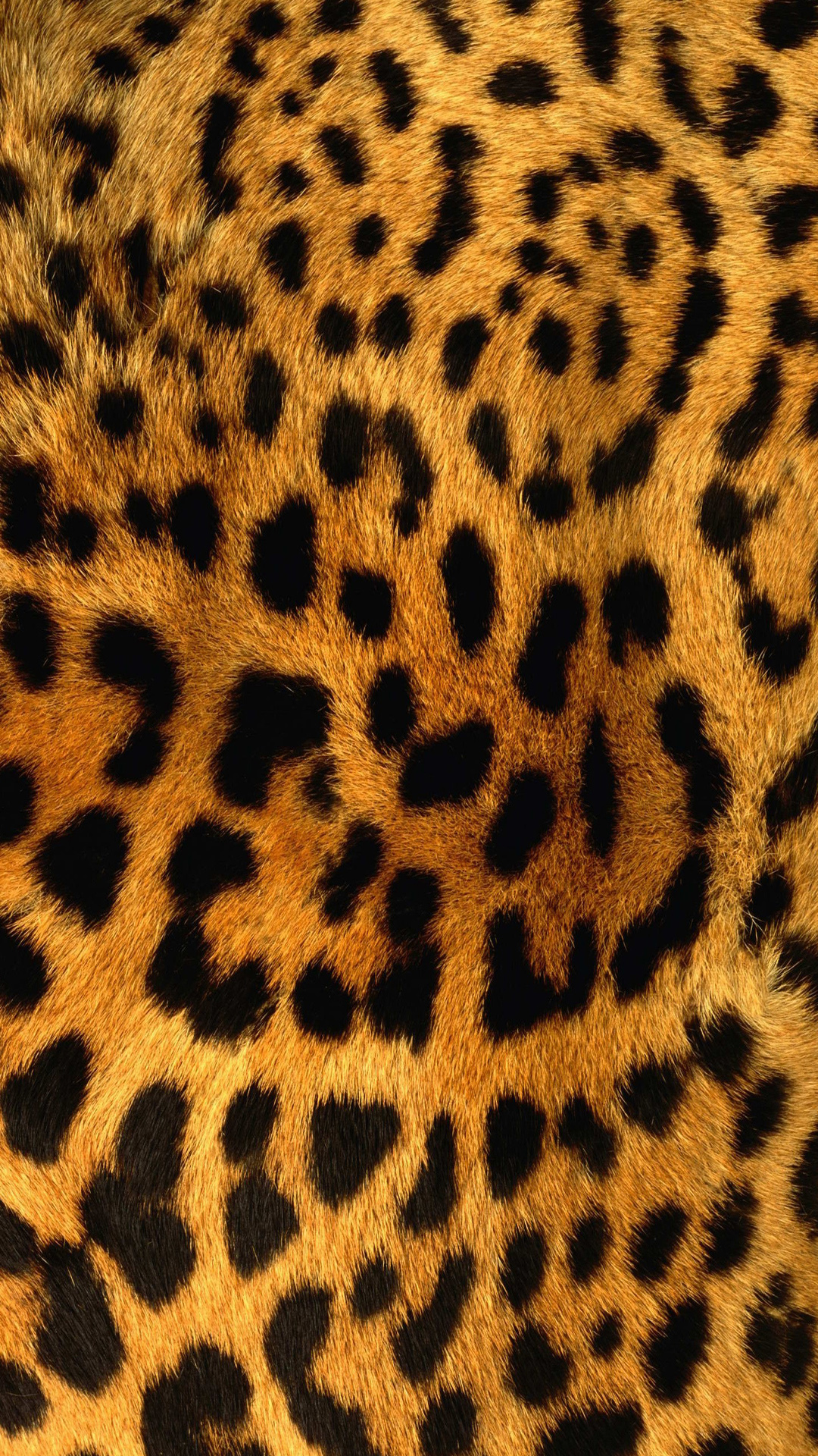 Colorful Leopard Iphone Wallpapers  Wallpaper Cave