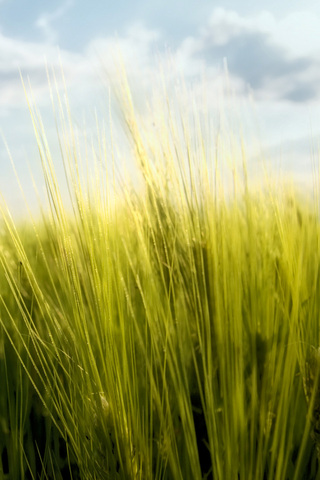 Spring Grass