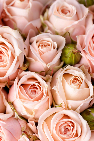 Pink Roses