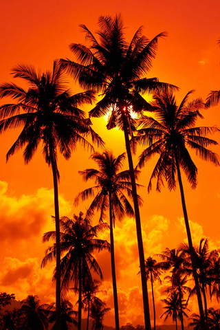 Orange Sunset