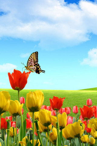 Spring Butterfly