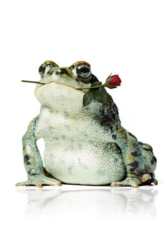 Frog Rose