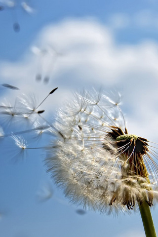 Dandelions