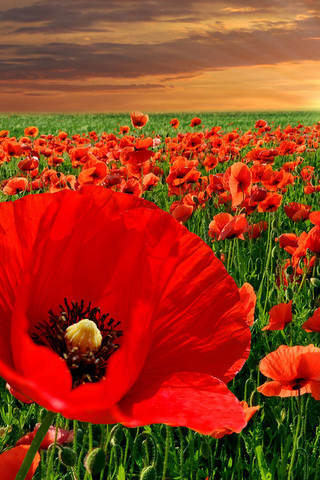 Poppy Field