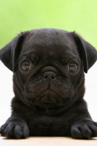 Black Pug