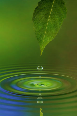 Water Leaf