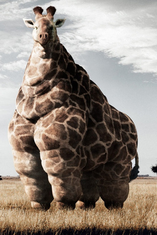 Fat Giraffe