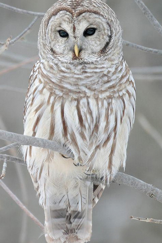 Snowy Owl