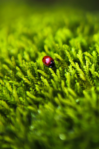 Ladybug on Grass
