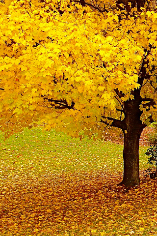 Autumn Tree