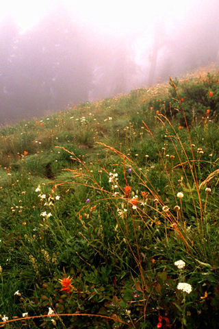 Forest Fog