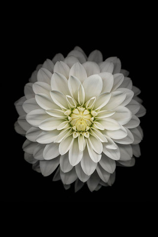 iPhone 6 White Flower