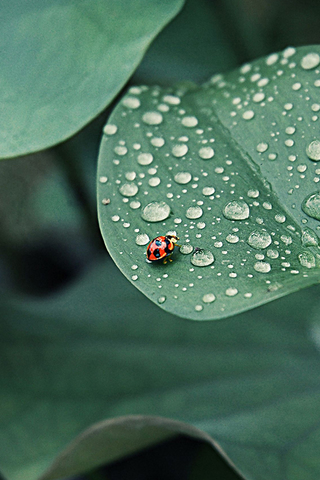 Ladybug Leaf