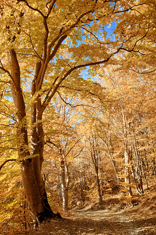 Fall Forest