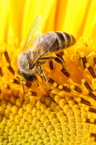 Flower Bee