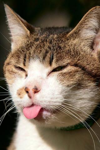 Cat Tounge