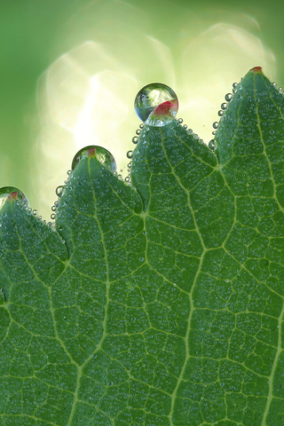 Drops on Leaf