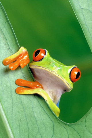 Green Frog