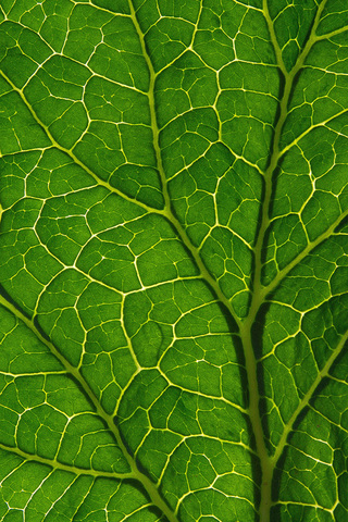 Leaf Texture