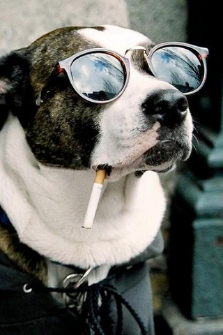 Cool Dog