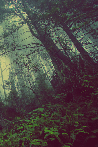 Foggy Forest