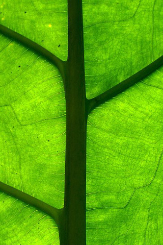 Leaf Close Up