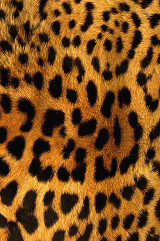 Leopard Print