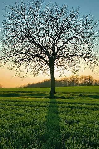 Leafless Tree