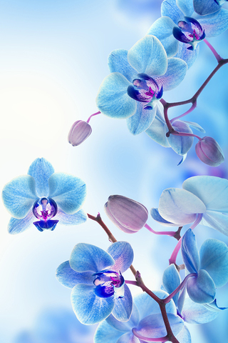 Blue Orchids