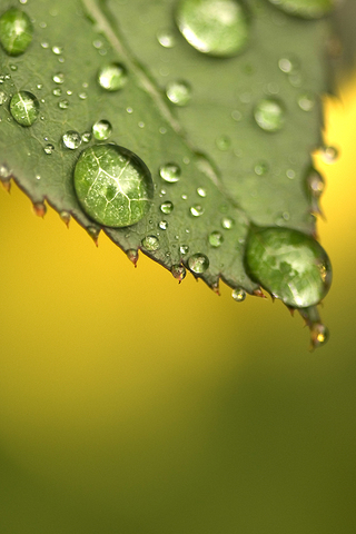Green Dew Drop