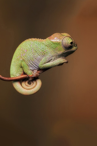 Little Chameleon